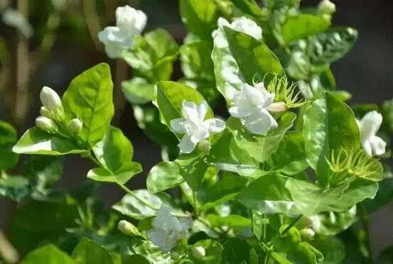 栀子花和茉莉的区别，教你三种简单区别方法(花期/花叶/果实)