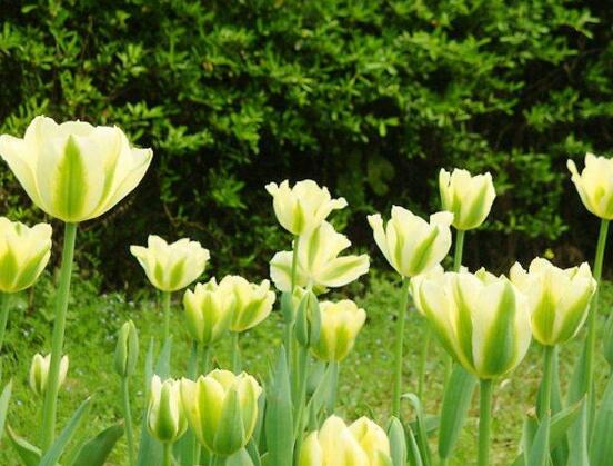 郁金香花期,每年花期为3-5月