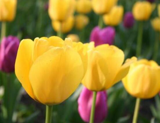 郁金香花期，每年花期为3-5月