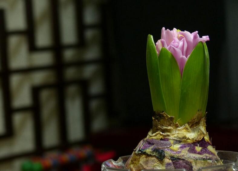 风信子花香有毒吗,有毒没毒要分清这几种状况