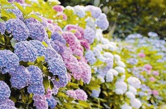 天竺葵和绣球花的区别,盘点三种区别方法(外形/习性/价值)