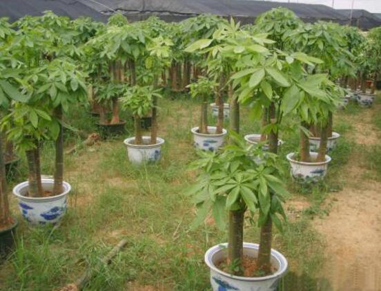 发财树开花图片,寓意招财进宝、财源滚滚