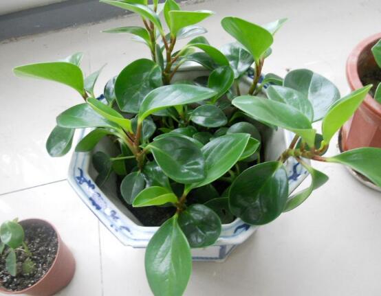 植物碧玉的风水作用,舒缓心灵、增强运势