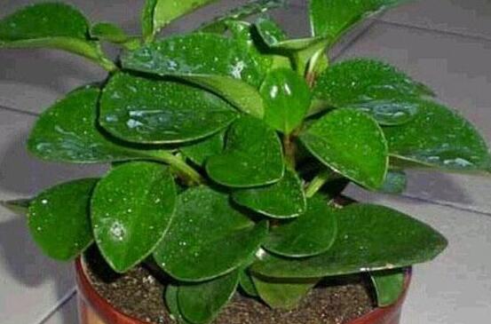 植物碧玉的风水作用,舒缓心灵、增强运势