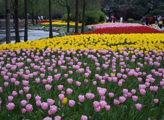 郁金香开花时间,3-5月每天清晨七点开花