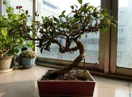 北方榕树盆景怎么养,教你七种简单易学养殖方法