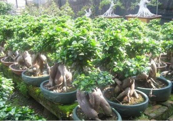 北方榕树盆景怎么养,教你七种简单易学养殖方法