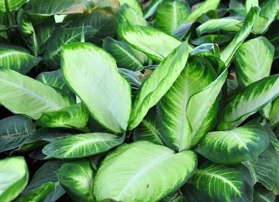 厚叶万年青有毒吗,误食致人声带变哑、胃肠肿痛
