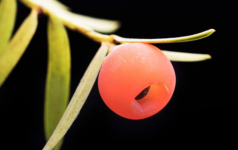 红豆杉盆景价格,不同品种价格不同
