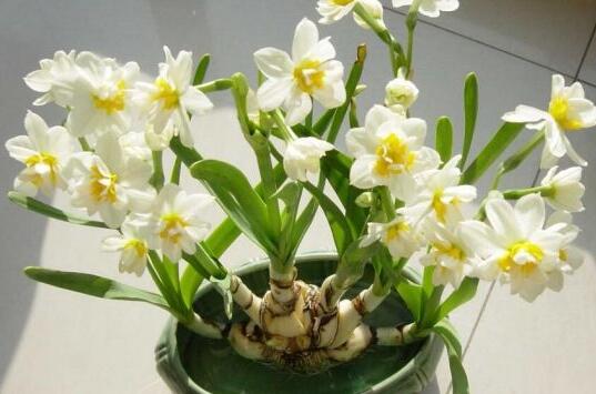 土培水仙花的养殖方法,栽种温度时间最重要