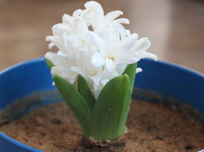 土培水仙花的养殖方法,栽种温度时间最重要