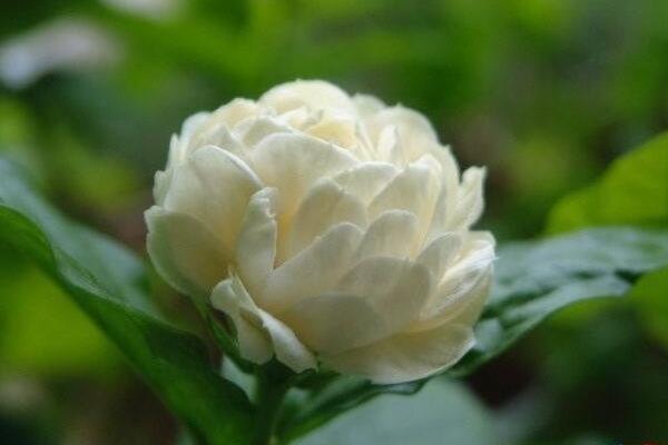虎头茉莉怎么浇水,掌握三大浇水要点