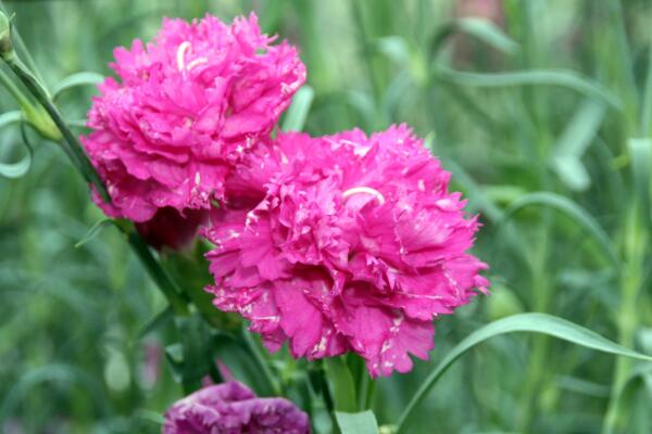 康乃馨花期怎么养,花期养护的5大要点