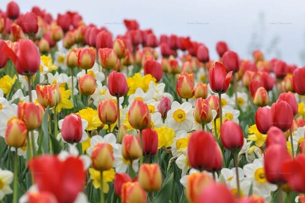 康乃馨花期怎么养,花期养护的5大要点