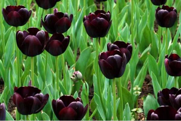 黑色郁金香花语,神秘、高贵的象征