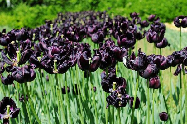 黑色郁金香花语,神秘、高贵的象征