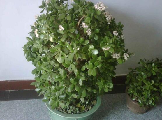 玉树花几年开花,掌握五大要点可年年开花