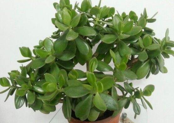玉树花几年开花,掌握五大要点可年年开花