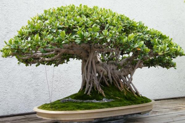 榕树盆景掉叶子,四种原因以及处理方法