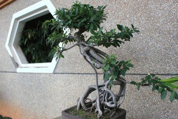 榕树盆景掉叶子,四种原因以及处理方法