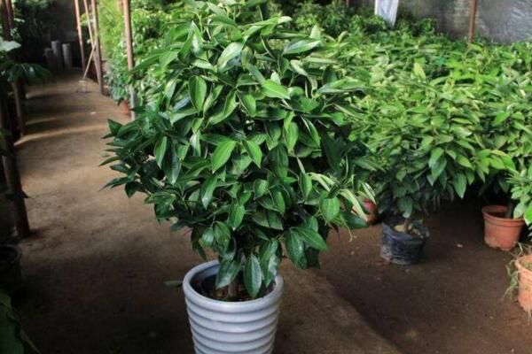 平安树怎么播种繁殖,以下几点可以大大增加其成活率