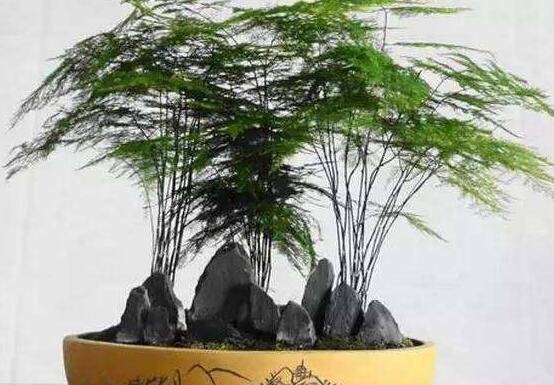文竹水浇多了怎么办,疏松土壤、增加光照