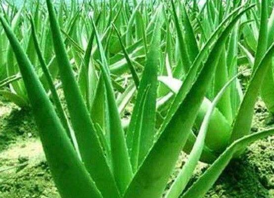 芦荟叶子发黄怎么办,四种原因以及解决办法
