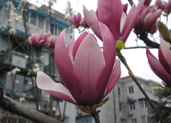 玉兰花花语,代表着高洁、芬芳,纯洁的爱,感恩