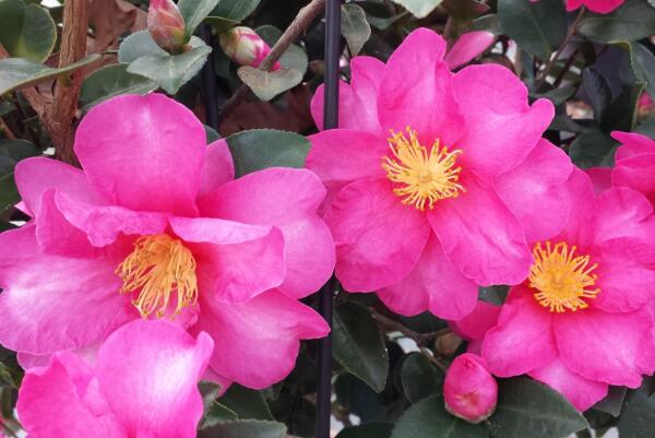 茶花掉叶子是怎么回事,4种原因以及解决方法