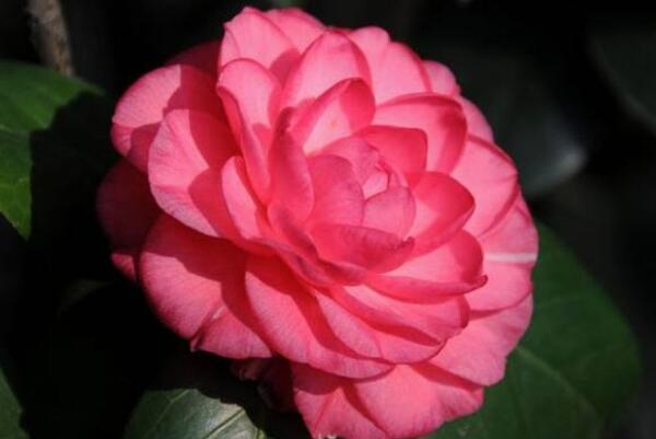 茶花掉叶子是怎么回事,4种原因以及解决方法