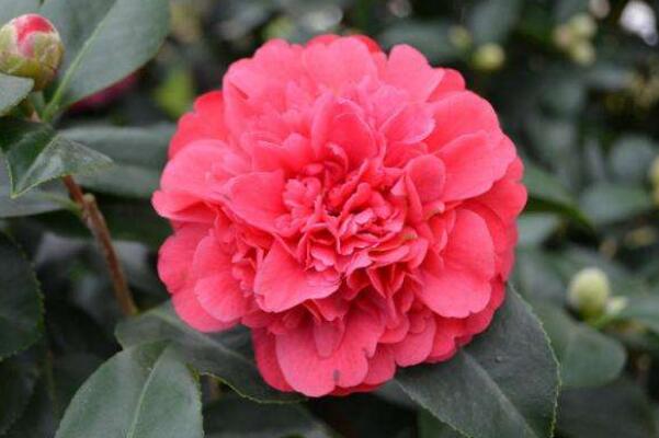 茶花掉叶子是怎么回事,4种原因以及解决方法