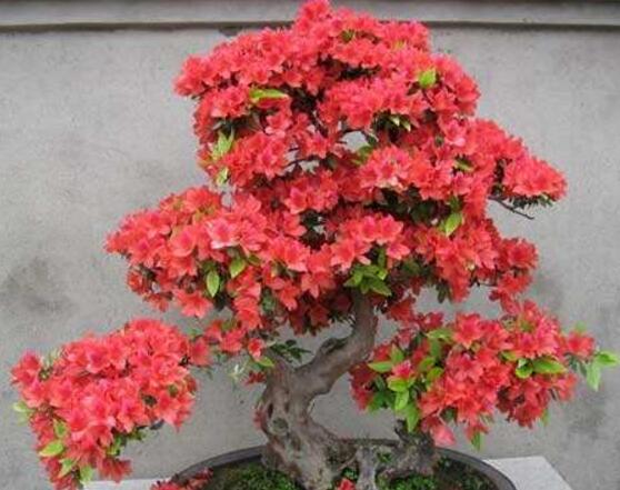 杜鹃花掉叶子,四种原因以及解决办法