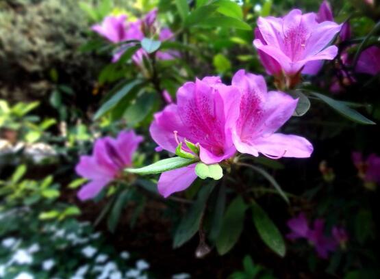杜鹃花掉叶子,四种原因以及解决办法