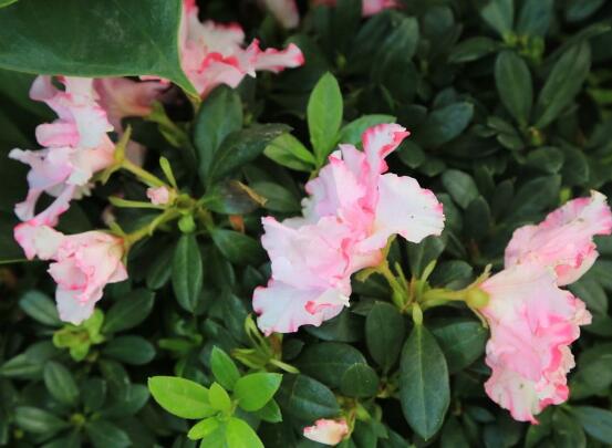 杜鹃花掉叶子,四种原因以及解决办法