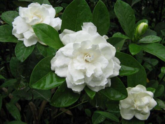 最美栀子花图片欣赏,洁白无瑕、芳香素雅