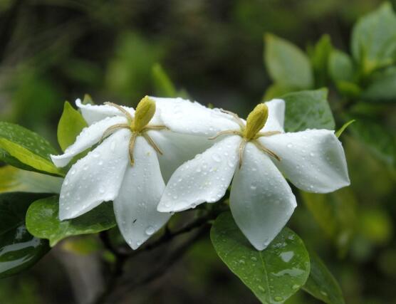 最美栀子花图片欣赏,洁白无瑕、芳香素雅