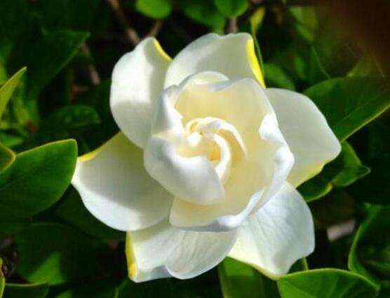 最美栀子花图片欣赏,洁白无瑕、芳香素雅