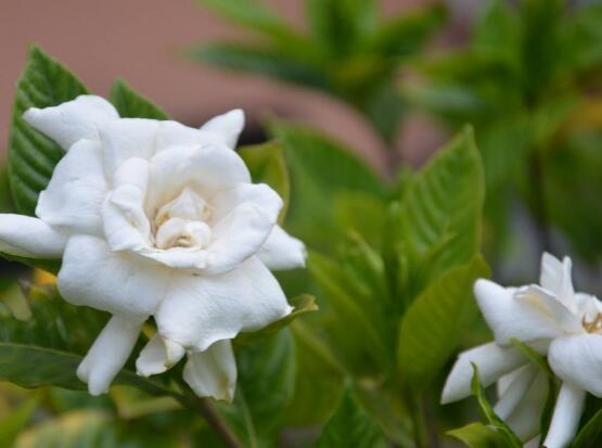 最美栀子花图片欣赏,洁白无瑕、芳香素雅