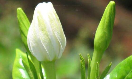 最美栀子花图片欣赏,洁白无瑕、芳香素雅