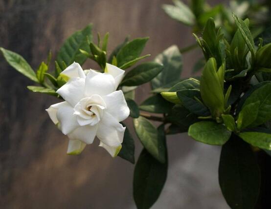 最美栀子花图片欣赏,洁白无瑕、芳香素雅