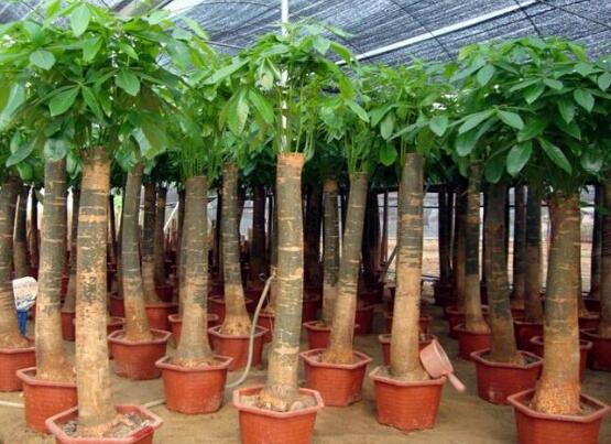 发财树的种植技巧,教你七大方法养的青翠欲滴