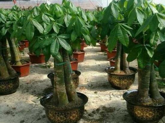 发财树的种植技巧,教你七大方法养的青翠欲滴