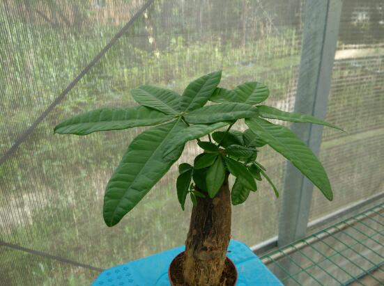 发财树的种植技巧,教你七大方法养的青翠欲滴