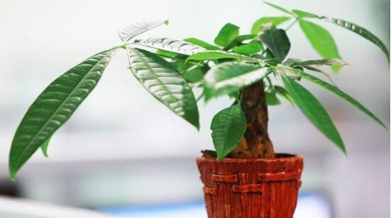 发财树的种植技巧,教你七大方法养的青翠欲滴