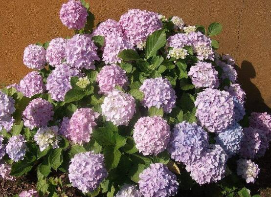 绣球花的花语和寓意,忠贞永恒、浪漫圆满