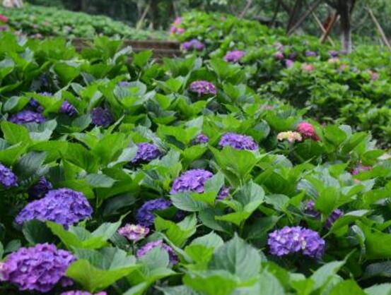 绣球花的花语和寓意,忠贞永恒、浪漫圆满