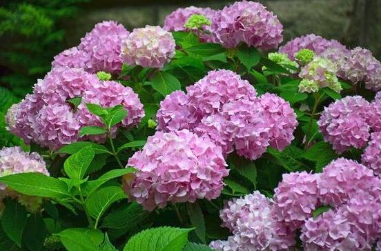 绣球花的花语和寓意,忠贞永恒、浪漫圆满