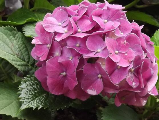 绣球花的花语和寓意,忠贞永恒、浪漫圆满
