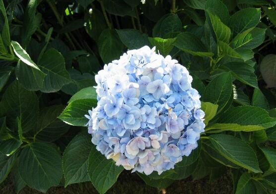 绣球花的花语和寓意,忠贞永恒、浪漫圆满