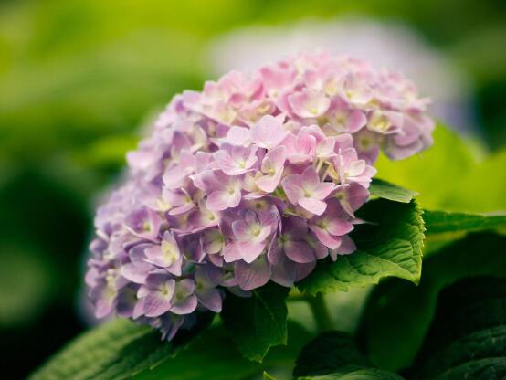 绣球花的花语和寓意,忠贞永恒、浪漫圆满